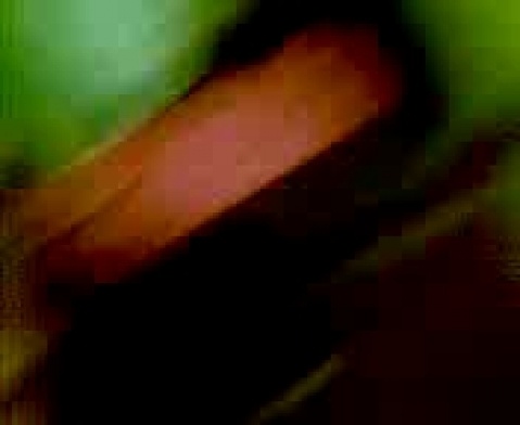 Просмотр узбекского секса с красивой дамой бесплатно